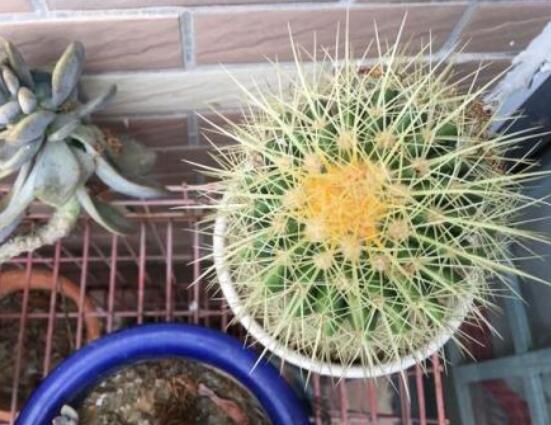 仙人球爛了怎么辦，及時(shí)修剪爛根、消毒/保持通風(fēng)透氣