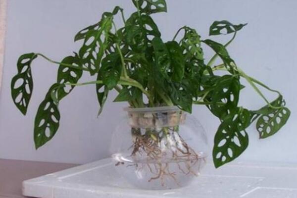 龜背竹可以扦插水培嗎，龜背竹水培扦插方法