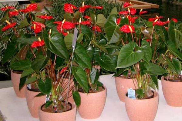 紅掌的催花方法，加強(qiáng)日常管理（溫度、光照、通風(fēng)、肥水）