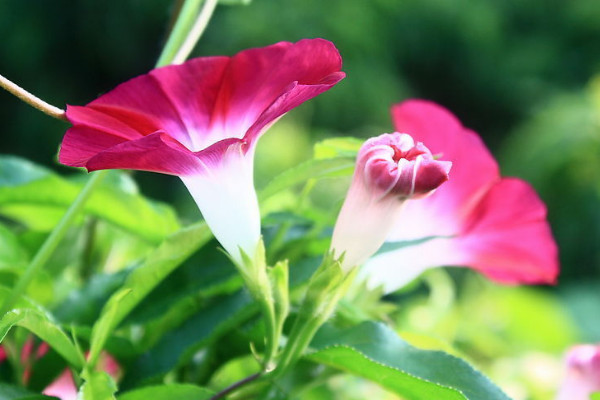 牽牛花結果了怎么辦