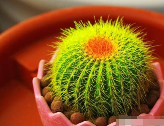 仙人球用什么肥料，鉀、磷肥為主，氮肥為輔