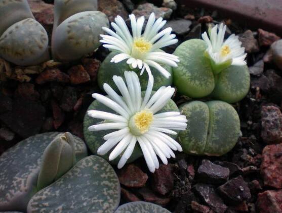 生石花家庭養(yǎng)護(hù)，老農(nóng)總結(jié)最實(shí)用五大要點(diǎn)