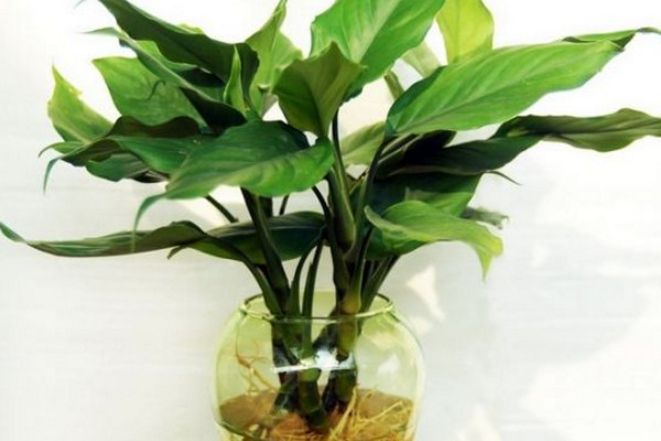 如何水養(yǎng)萬年青，掌握換水規(guī)律最重要