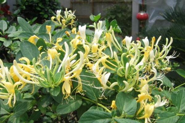 金銀花冬季如何修剪，小寒到立春之間進(jìn)行修剪