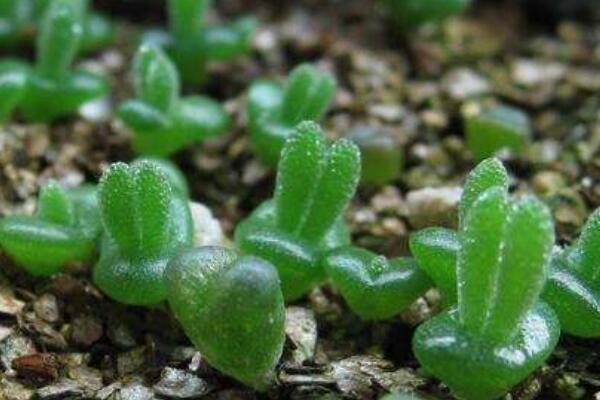 碧光環(huán)好養(yǎng)嗎，只需掌握四個養(yǎng)殖技巧便可長好