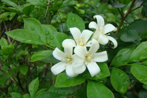 九里香快速粗枝，保證光照、養(yǎng)分充足