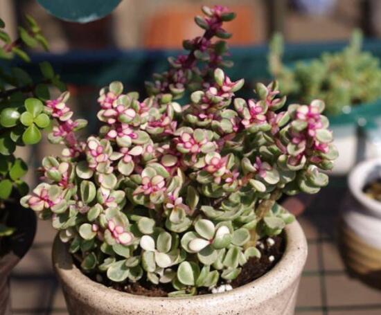 雅樂(lè)之舞怎么養(yǎng)才變紅，教你五種最快速變紅好方法