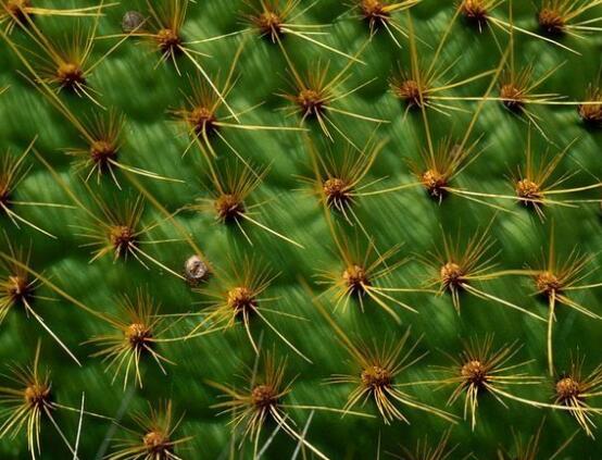 仙人掌為什么不用澆水，因吸水能力太強