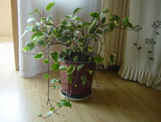 常春藤怎么養(yǎng)長(zhǎng)得壯，只需要做好五個(gè)要點(diǎn)即可