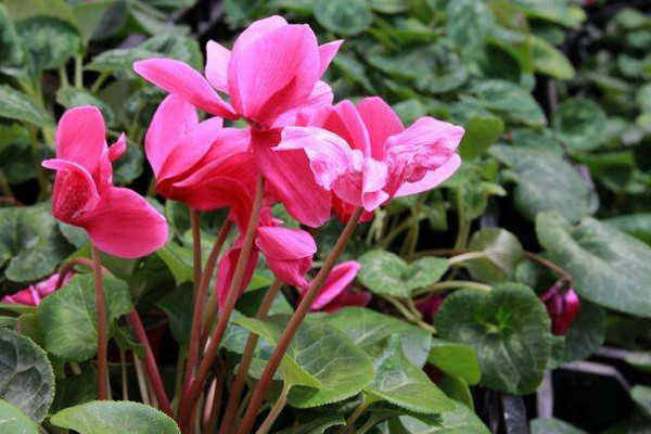 仙客來花怎么養(yǎng)