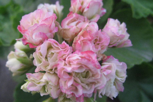 天竺葵什么時候開花