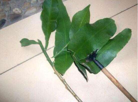 曇花葉插注意事項(xiàng)，只需要注意這五點(diǎn)即可