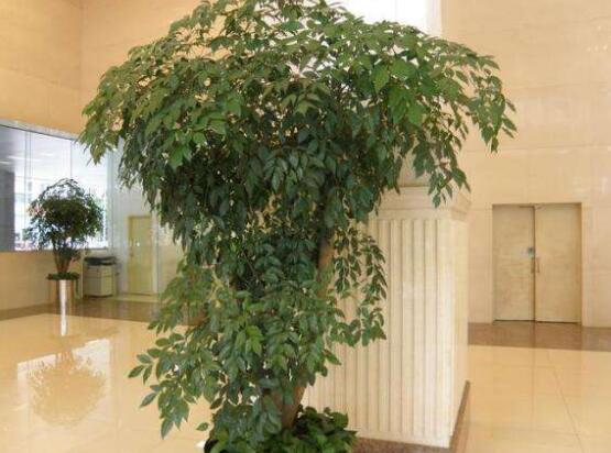 幸福樹的養(yǎng)殖方法，老農(nóng)教你八大基本養(yǎng)殖方法