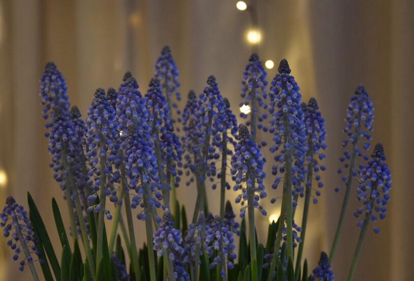 風(fēng)信子花期是什么時(shí)候，不同的品種不同的時(shí)間