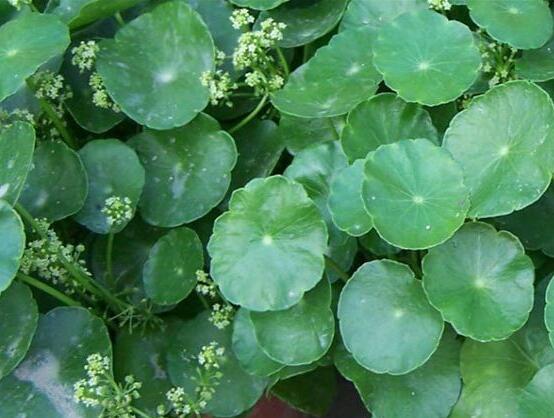 銅錢草放哪里招財(cái)，教你四個擺放最佳位置