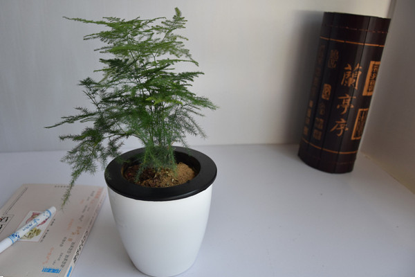 文竹冬天怎么澆水，保持土壤偏干燥即可