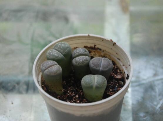 生石花用什么盆好，陶盆、泥瓦盆、紫砂盆任選其一(深盆)