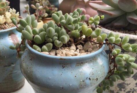 碧玉蓮如何度夏，最主要的是不要隨意澆水