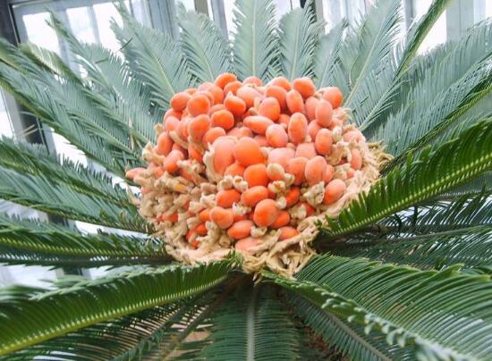 鐵樹開花后會(huì)死嗎，鐵樹開花的征兆是什么