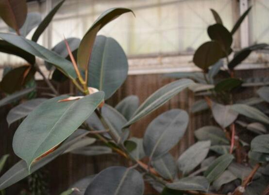 橡皮樹葉子下垂怎么辦，四種原因以及解決辦法