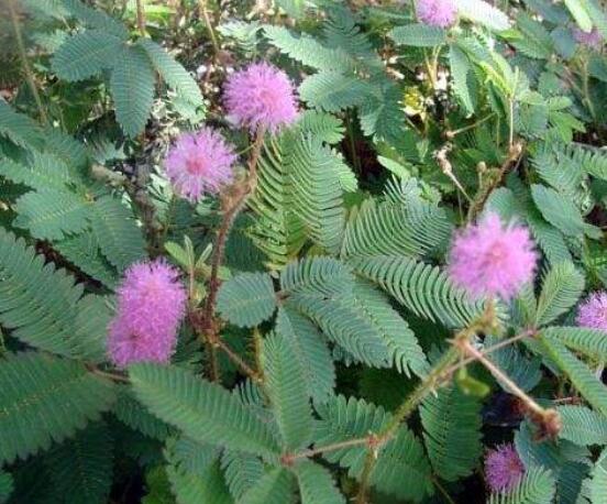 含羞草對(duì)人體有害嗎，微毒無(wú)害/美化家居、凈化空氣