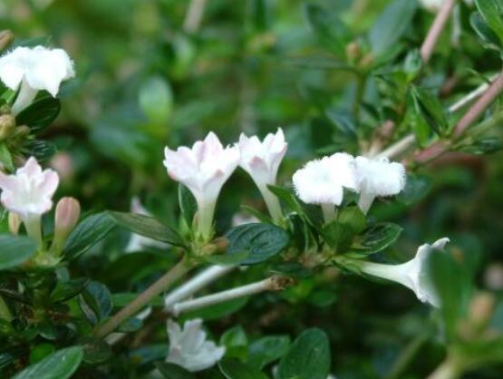 六月雪葉子軟了變黑怎么辦，教你兩種最直觀有效解決方法
