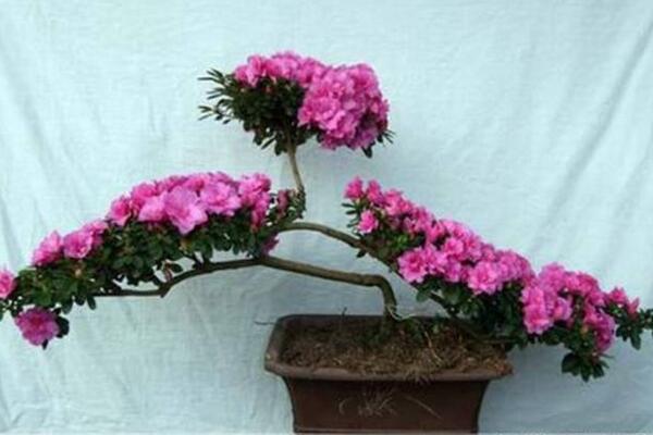 盆栽桃花如何修剪，4步即可完成桃花的修剪