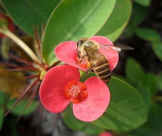 養(yǎng)虎刺梅不吉利嗎，導致全家霉運不斷、影響身體健康