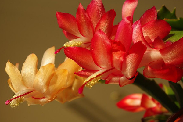 蟹甲蘭開花期怎樣澆水