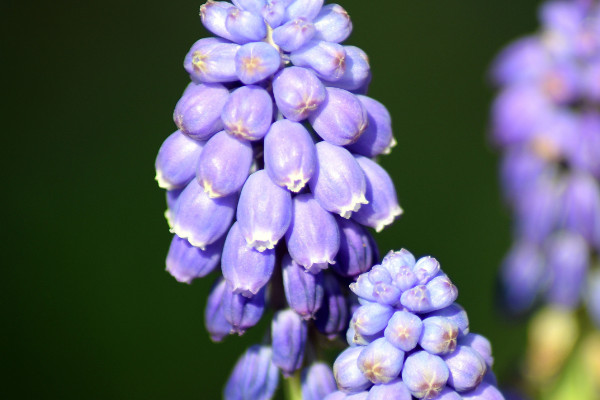 風信子球發(fā)霉了怎么辦