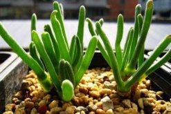 碧光環(huán)怎么養(yǎng)殖，5步教你養(yǎng)好碧光環(huán)