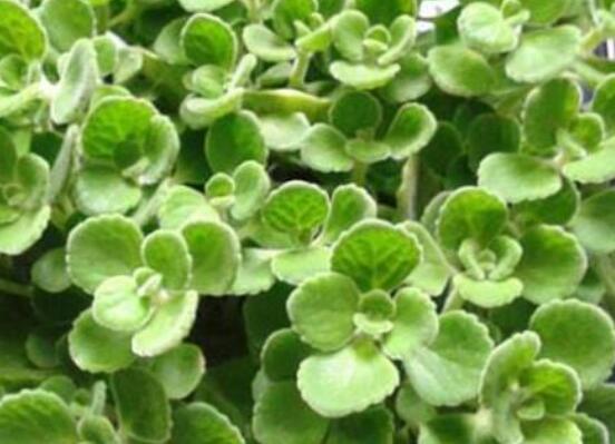 碰碰香扦插方法，教你六點步驟扦插爆盆