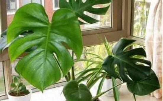 龜背竹滴水是怎么回事，只是一種正常的吐水現(xiàn)象(水分充足)