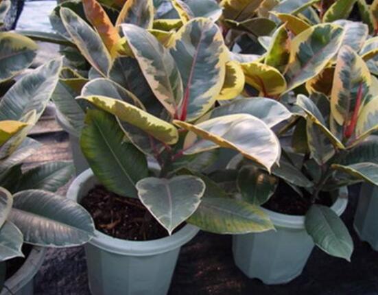 橡皮樹葉子下垂怎么辦，四種原因以及解決辦法