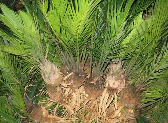 鐵樹葉子發(fā)黃怎么辦，鐵樹葉子發(fā)黃解決辦法