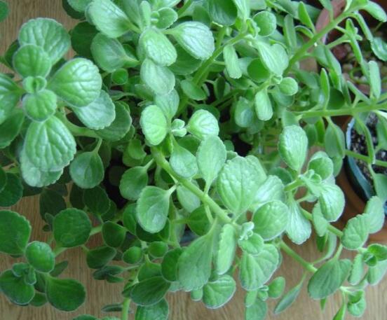 碰碰香的養(yǎng)殖方法，土壤陽光澆水施肥修剪病蟲害缺一不可