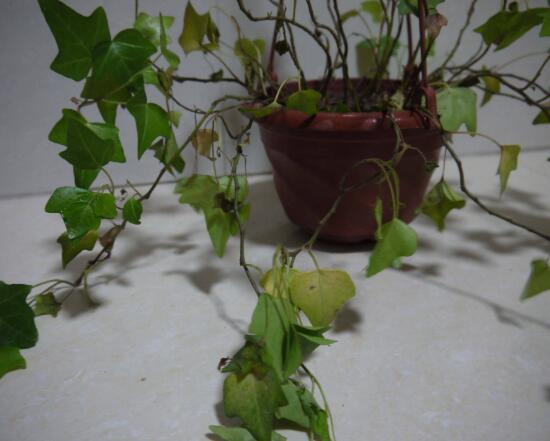 常春藤爛根怎么辦，常春藤爛根的原因及處理方法