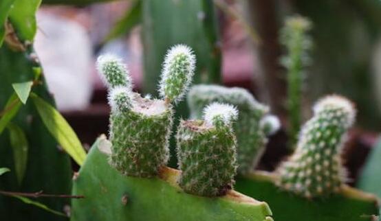 仙人掌的繁殖方法，扦插繁殖簡(jiǎn)單/存活率高(合適推薦)