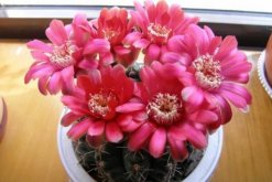 仙人球花和曇花的區(qū)別，顏色、大小、花瓣都可以進(jìn)行區(qū)分