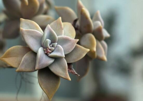 寶石花特點是什么，藥用價值是最大特色