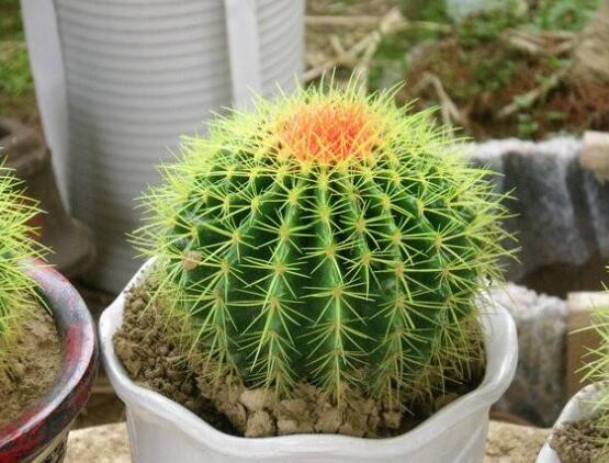 仙人球的寓意，寓意著外表堅(jiān)強(qiáng)而內(nèi)心柔軟