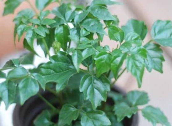 幸福樹種子怎么種，教你六大簡單步驟即可學(xué)會(huì)