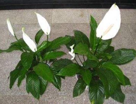 一帆風(fēng)順花蔫了怎么辦，教你四種解決辦法(花大色艷)