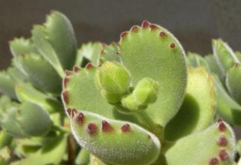 熊童子的花語和傳說，玲瓏優(yōu)雅和綠色山珍美好寓意