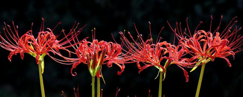 彼岸花的葉子什么時(shí)候枯萎