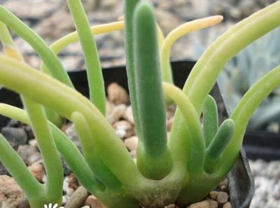 碧光環(huán)種植方法，擇健康種子、保水保肥土壤/淺盆為主