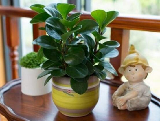 花卉小家碧玉怎么養(yǎng)，老農(nóng)總結(jié)八大基本方法