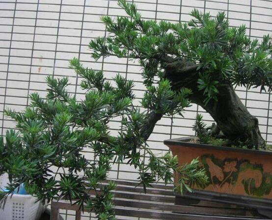 羅漢松盆景制作方法，教你五個基本步驟便可開枝散葉