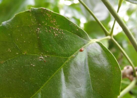 平安樹常見病蟲害有哪些，平安樹的病害防治