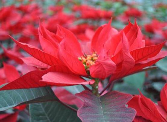 一品紅花語寓意是什么，代表著為你一路降妖除魔